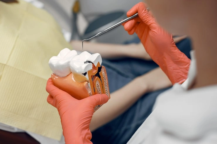 model tooth dentist doctor shows patient tooth reception dentist s office 1157 40926