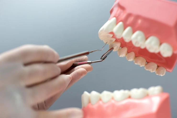 nurse practicing layout jaw with teeth 140725 7725